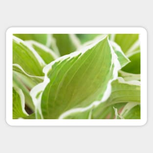 Hosta  &#39;Francee&#39;   AGM  Plantain lily  fortunei Sticker